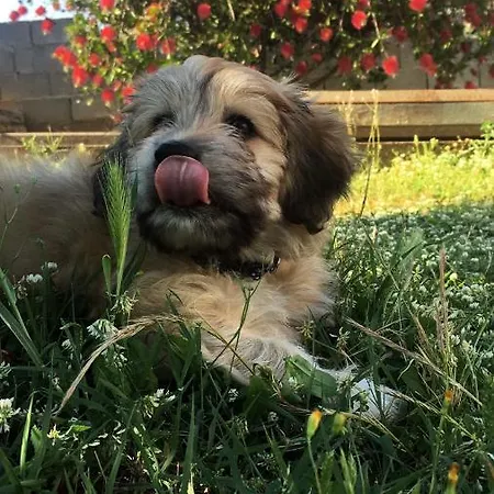 Simba 2 Apartman
