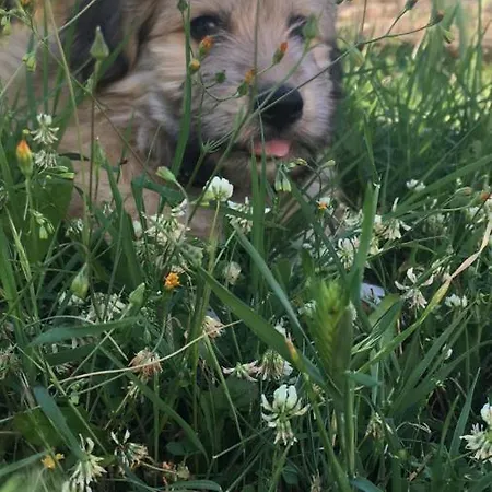 Simba 2 *